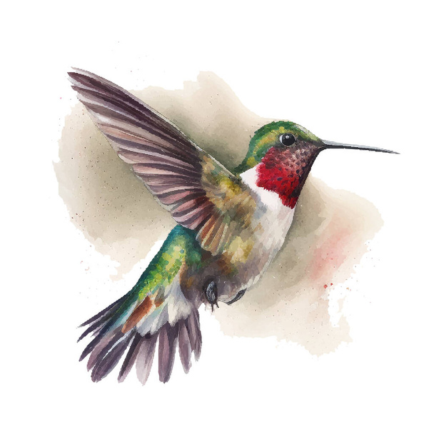 Vector watercolor sketch of a hummingbird. Vector illustration for greeting cards, invitations, and other printing and web projects. - Vetor, Imagem