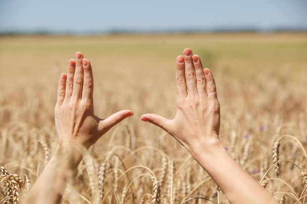 Woman hand touching wheat - 写真・画像