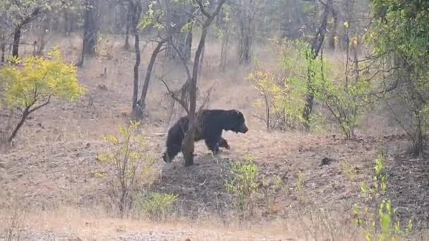 Niedźwiedź leniwy w dzikiej przyrodzie. Niedźwiedź leniwy Maharashtra. - Materiał filmowy, wideo
