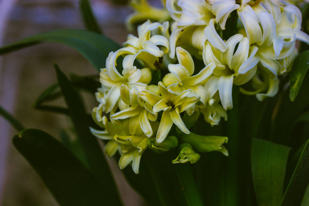 White oriental hyacinth in bloom among green leaves in spring garden. First springtime white flowers petals, Primroses. Growing, cultivating, caring for bulbous plants. Delicate flower, floral card. - Zdjęcie, obraz