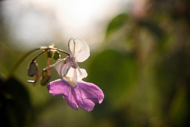 紫色の花白い花弁と紫色の中心を持つImpatiens balfourii. - 写真・画像