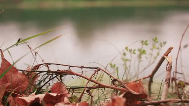 赤い落ち葉秋と川。ドーリー ショット - 映像、動画