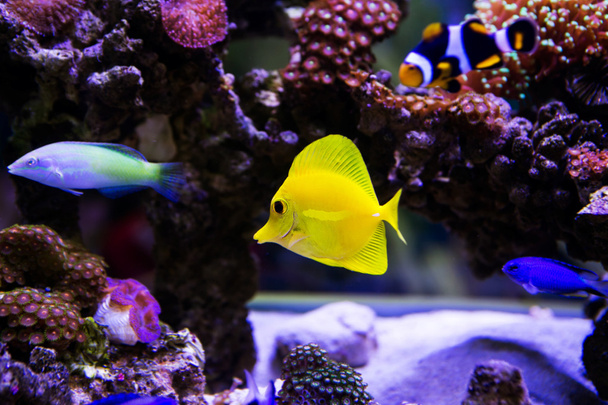 Hermoso pez de acuario de agua salada cebrasoma  - Foto, Imagen
