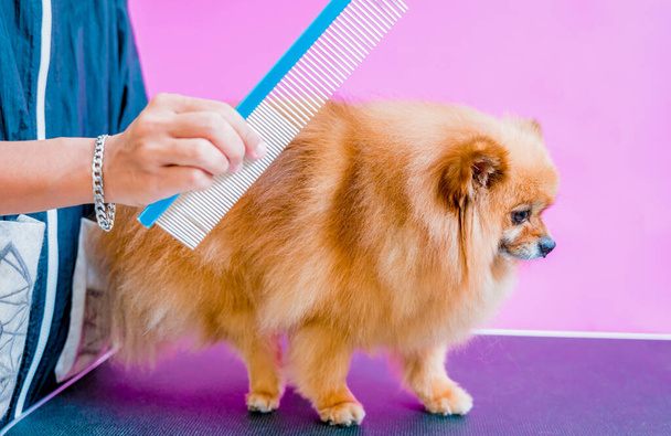 Groomer cutting Pomeranian dog at grooming salon - Fotoğraf, Görsel