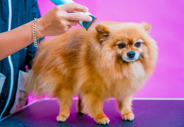 Groomer cutting Pomeranian dog at grooming salon - 写真・画像