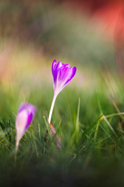 A close up vertical portrait of a small purple crocus flower standing in between a green blur of grass in a garden outside on a sunny day. The flower is blooming during springtime. - Photo, Image