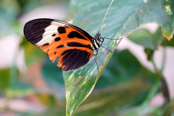 Pillangó Pillangó gyönyörű pillangó - Fotó, kép