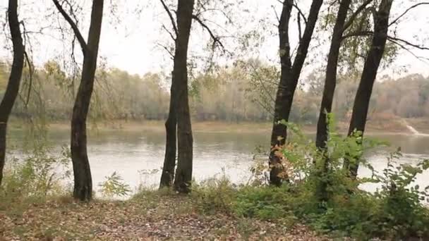 Ποταμού και κίτρινο ξύλο στο φθινόπωρο περπάτημα Steadicam λ. - Πλάνα, βίντεο