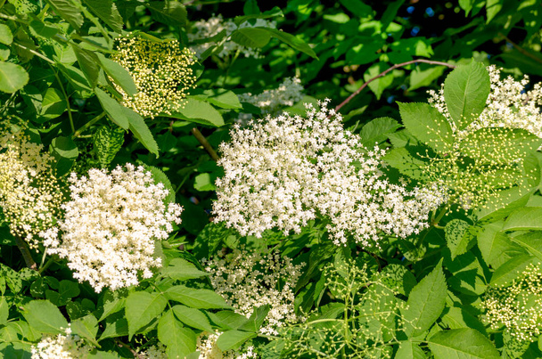 Летом на кустах цветут цветы лекарственного растения старейшины - Фото, изображение