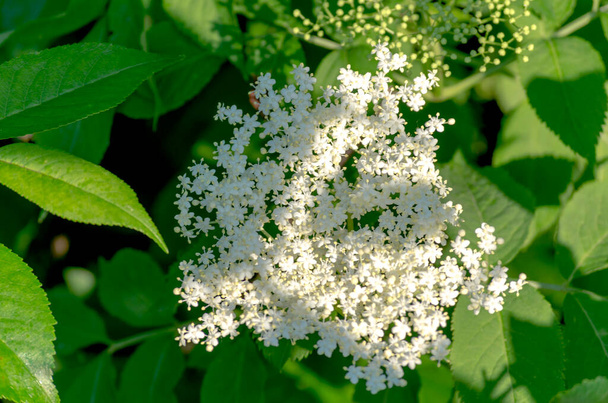 květiny léčivé starší rostliny kvést na keři v létě - Fotografie, Obrázek