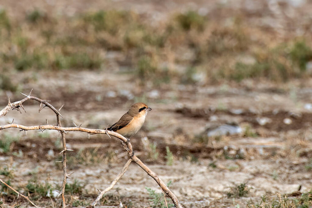 Isabelline shrike or Daurian shrike (Lanius isabellinus) observed near Nalsarovar in Gujarat, India - Photo, Image
