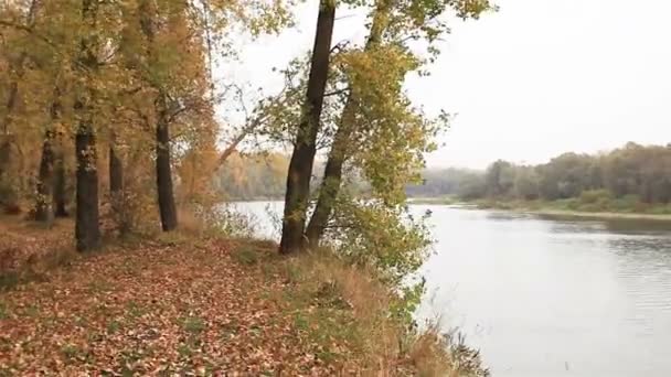 Caminando cerca del río en bosque de otoño, día ventoso. Vista de Steadicam
 - Metraje, vídeo