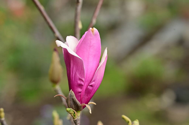 春の花マグノリアの花を間近で見る - 写真・画像