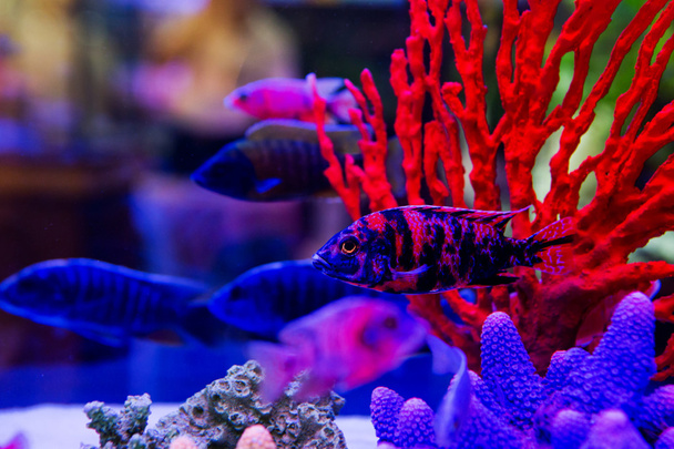 πολύχρωμα ψάρια σε ενυδρείο αλμυρού νερού κόσμο  - Φωτογραφία, εικόνα