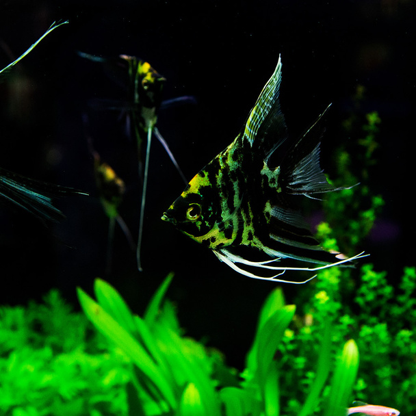 A green beautiful planted tropical freshwater aquarium with fish - Photo, Image