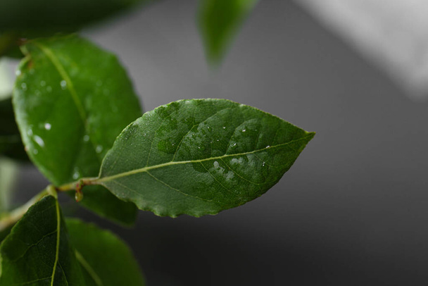 Bay leaves growing on grey background, closeup. Space for text - Photo, Image