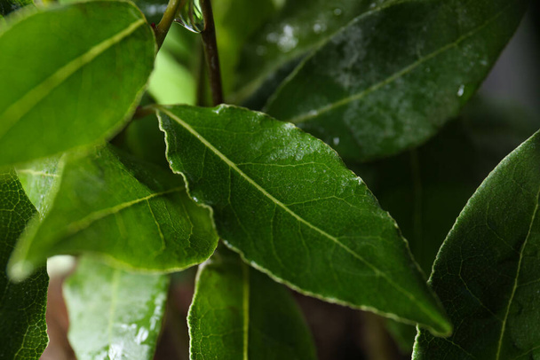 Bay tree with green leaves growing on blurred background, closeup - Foto, afbeelding