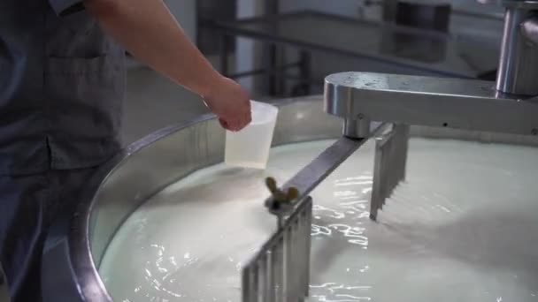 Käser schüttet Lab in einen großen Stahltank voller Milch. Käseherstellung in einer Käserei. Kopierraum - Filmmaterial, Video