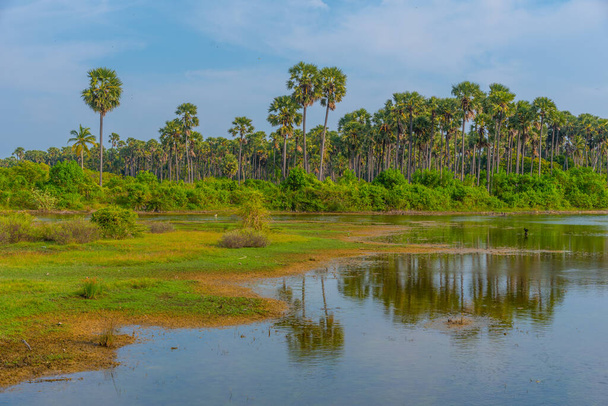 Swamps at Karaitivu island near Jaffna, Sri Lanka. - Φωτογραφία, εικόνα