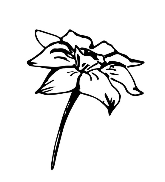 Yksinkertainen käsin piirretty vektori musta ääriviivat doodle tyyli piirustus. Narcissus kukka eristetty valkoisella taustalla. Kevään kesän vuodenaikojen suunnitteluun. Mustepiirros. - Vektori, kuva