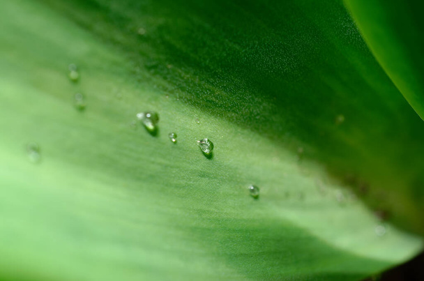 a close up of a leaf on a plant - Foto, afbeelding