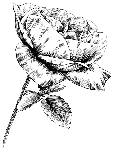 Rose flower isolated on white. hand drawn vintage illustration. - Vector, Image