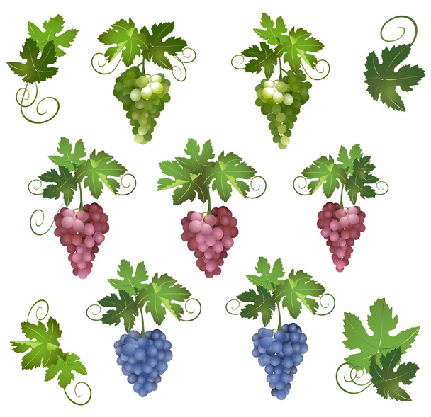 Set - diverse uve vettoriali con foglie verdi
 - Vettoriali, immagini