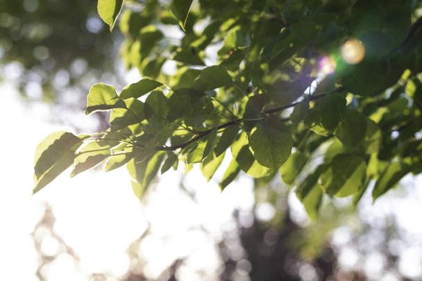 Earth Day or Carbon Net Zero concept background photo. Leaves and sunlight with lens flare. - Photo, Image