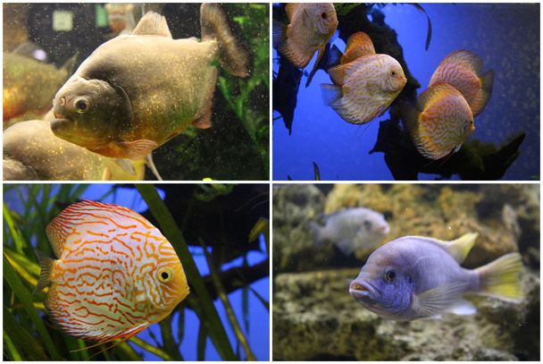水族館の魚: ピラニア、円盤投げ、シクリッド. - 写真・画像