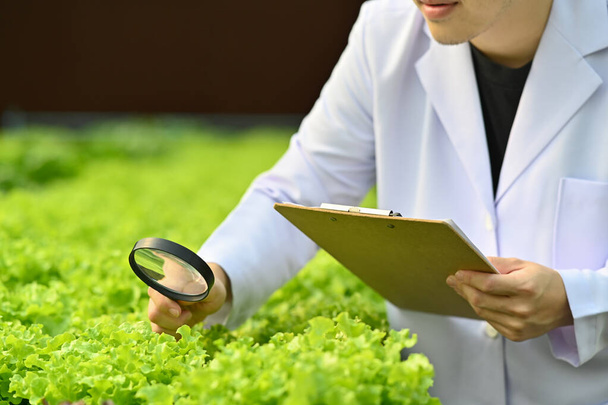 Gedeelte van landbouwonderzoeker die biologisch groente observeert met vergrootglas in industriële kas. - Foto, afbeelding