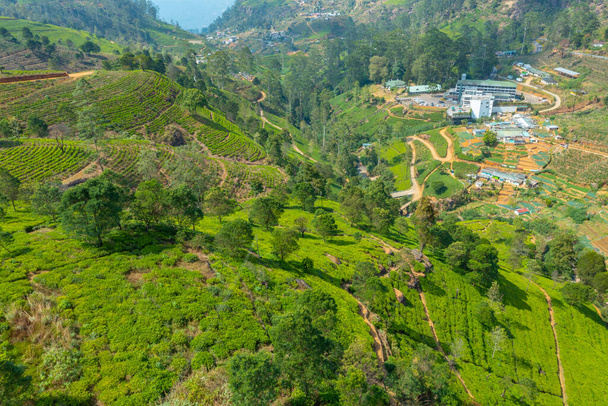 Panorama view od Mackwoods tea estate at Sri Lanka. - Valokuva, kuva