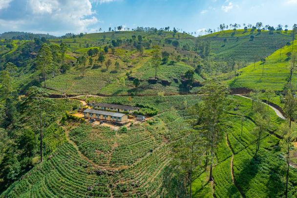 Aerial view of tea plantations at Sri Lanka. - Fotoğraf, Görsel
