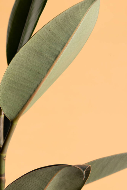 Close up de planta com grandes folhas verdes no fundo laranja com espaço de cópia. Cor, natureza e textura. - Foto, Imagem