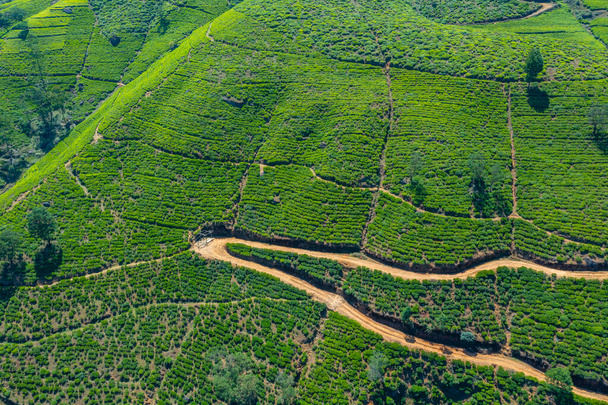 Plantaciones de té cerca de Nuwara Eliya en Sri Lanka. - Foto, Imagen