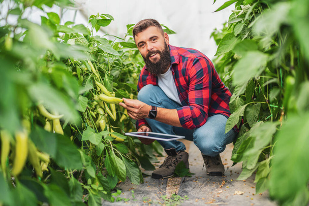 Man is examining progress of chili pepper in his greenhouse. - Foto, Imagen