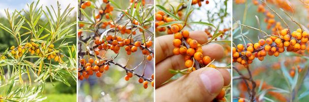 Collage, alternative herbal medicine and herbal medicine. Sea buckthorn berries - 写真・画像