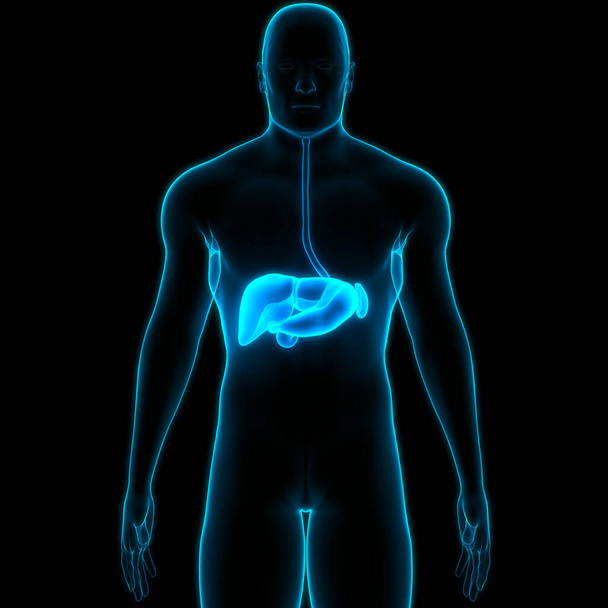 Órgano Interno Humano Hígado con Páncreas y Anatomía de la vesícula biliar. 3D - Foto, imagen