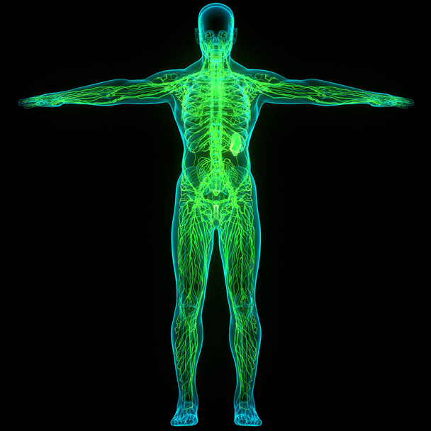 Emberi belső rendszer nyirokcsomók anatómia. 3D - Fotó, kép