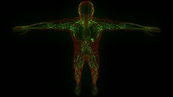 Ανθρώπινο Εσωτερικό Σύστημα Lymph Κόμβοι Ανατομία. 3D - Φωτογραφία, εικόνα