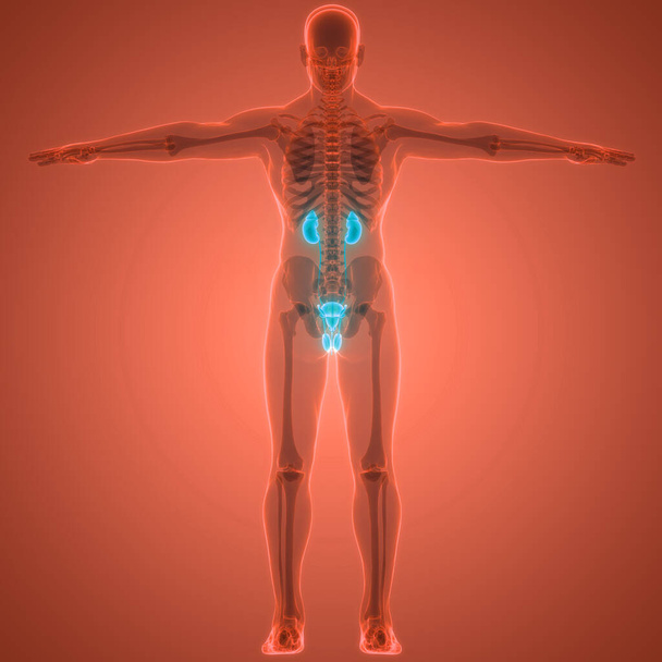 人間の尿系の腎臓と膀胱の解剖学。3D - 写真・画像