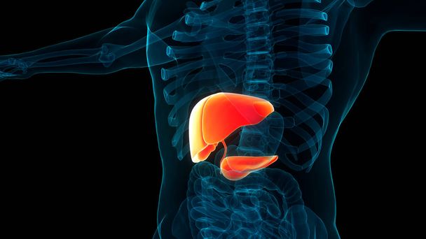 Fígado de Órgãos Internos Humanos com Pâncreas e Anatomia da vesícula biliar. 3D - Foto, Imagem