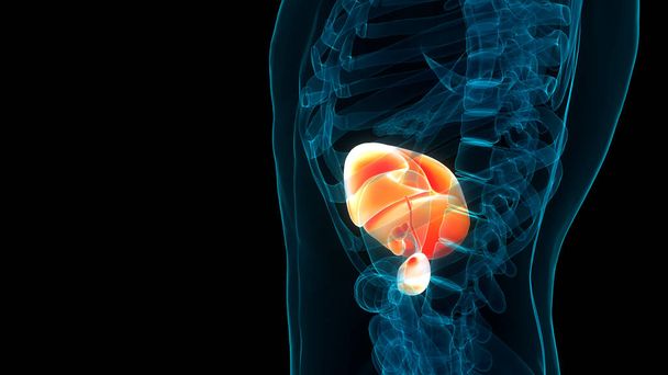 Fígado de Órgãos Internos Humanos com Pâncreas e Anatomia da vesícula biliar. 3D - Foto, Imagem
