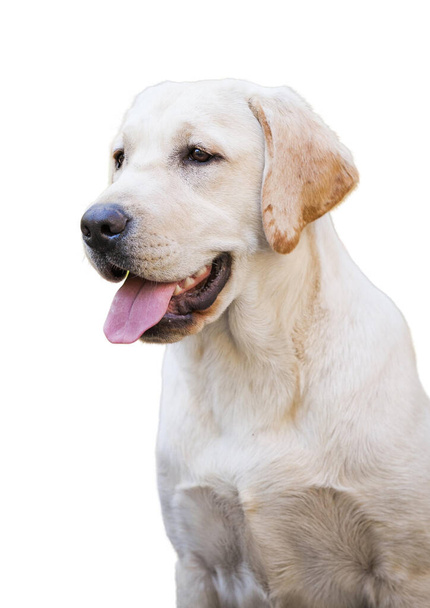 Labrador Hund isoliert auf weißem Hintergrund - Foto, Bild