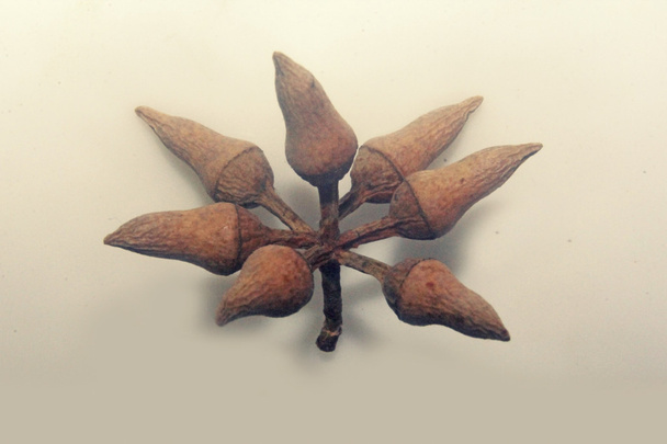 corona-Brotes en forma de pera de Corymbia citriodora, Goma perfumada de limón
 - Foto, imagen