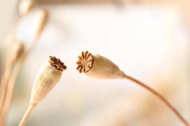 Dried wildflowers on light background - Foto, afbeelding