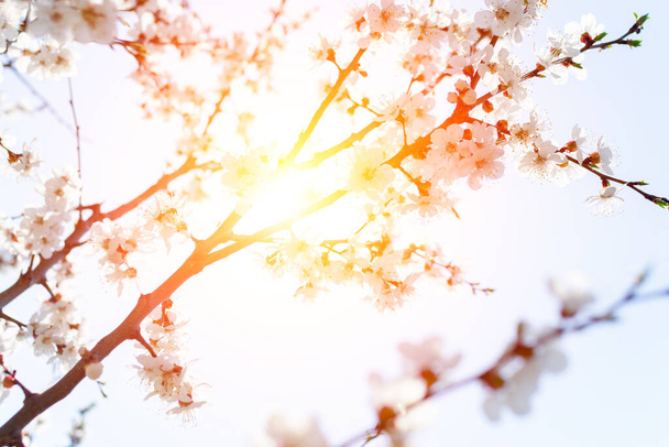 Fehér virágok a gyümölcsfáról tavasszal. A hely másolata. Puha szelektív fókusz, homályos - Fotó, kép