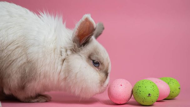 Easter Bunny on a pink background with colorful painted eggs - Fotoğraf, Görsel