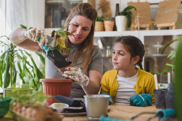 junge Frau und ihre Tochter pflanzen Pflanze in Gewächshaus  - Foto, Bild