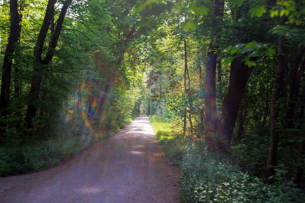 Orman yolu renkli mercimek lekeleri ve güneş ışınları ile sabah ormanda - Fotoğraf, Görsel