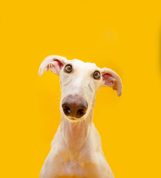 Portrait funny spanish greyhound looking at camera. Isolated on yellow background - Φωτογραφία, εικόνα